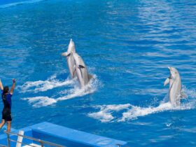 SeaWorld Parks Promo Codes August 2026 | Condé Nast Traveler - Photo by Domenico Bandiera on Pexels