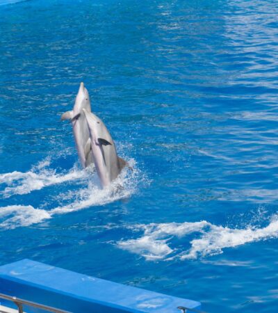SeaWorld Parks Promo Codes August 2026 | Condé Nast Traveler - Photo by Domenico Bandiera on Pexels