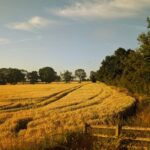 PM: Farmers should not carry the risk of a changing climate alone - Photo by Amos Adejimi on Pexels