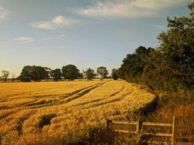 PM: Farmers should not carry the risk of a changing climate alone - Photo by Amos Adejimi on Pexels