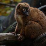 World-renowned wildlife photography exhibition opens in Honiara - Photo by Esmee Hulzebos on Pexels