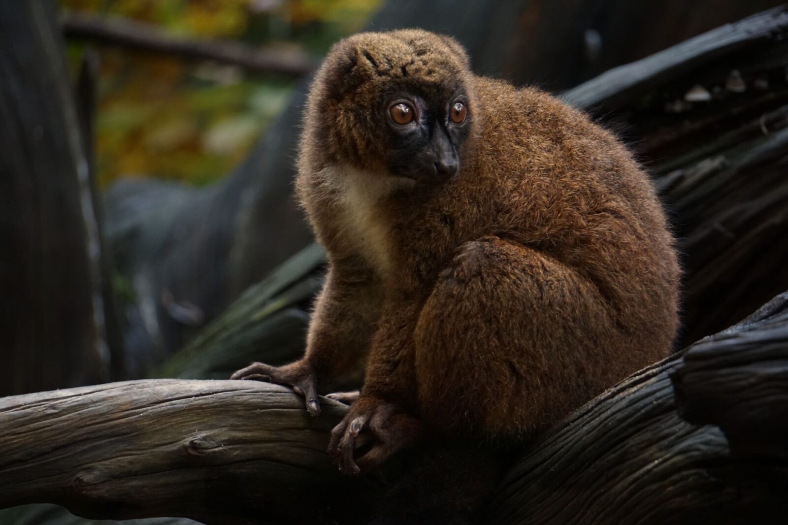 World-renowned wildlife photography exhibition opens in Honiara - Photo by Esmee Hulzebos on Pexels