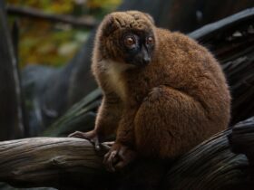 World-renowned wildlife photography exhibition opens in Honiara - Photo by Esmee Hulzebos on Pexels
