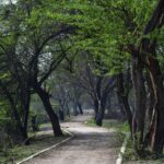 On a ‘Secrets of Central Park’ Tour, I Saw a Different Side of Manhattan’s Beloved Backyard - Photo by Harsh on Pexels