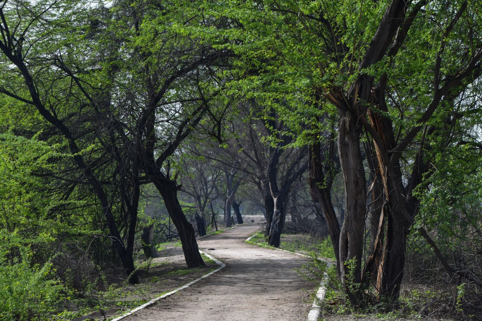 On a ‘Secrets of Central Park’ Tour, I Saw a Different Side of Manhattan’s Beloved Backyard - Photo by Harsh on Pexels