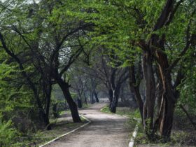 On a ‘Secrets of Central Park’ Tour, I Saw a Different Side of Manhattan’s Beloved Backyard - Photo by Harsh on Pexels
