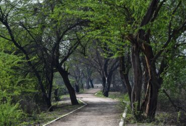 On a ‘Secrets of Central Park’ Tour, I Saw a Different Side of Manhattan’s Beloved Backyard - Photo by Harsh on Pexels