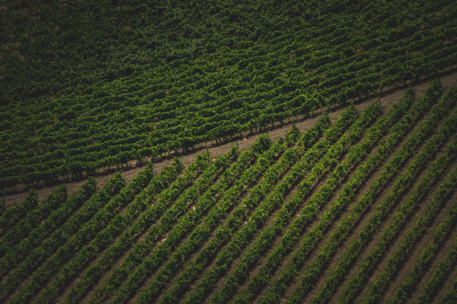 9 Hotels on Working Farms Where You Can Berry Pick, Hang Out With Animals, and Eat Fresh From the Field - Photo by Francesco Ungaro on Pexels