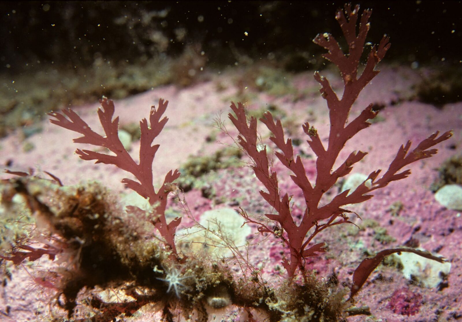 Seaweed surveys discover species never seen before and new to science - Photo by Derek Keats on Pexels