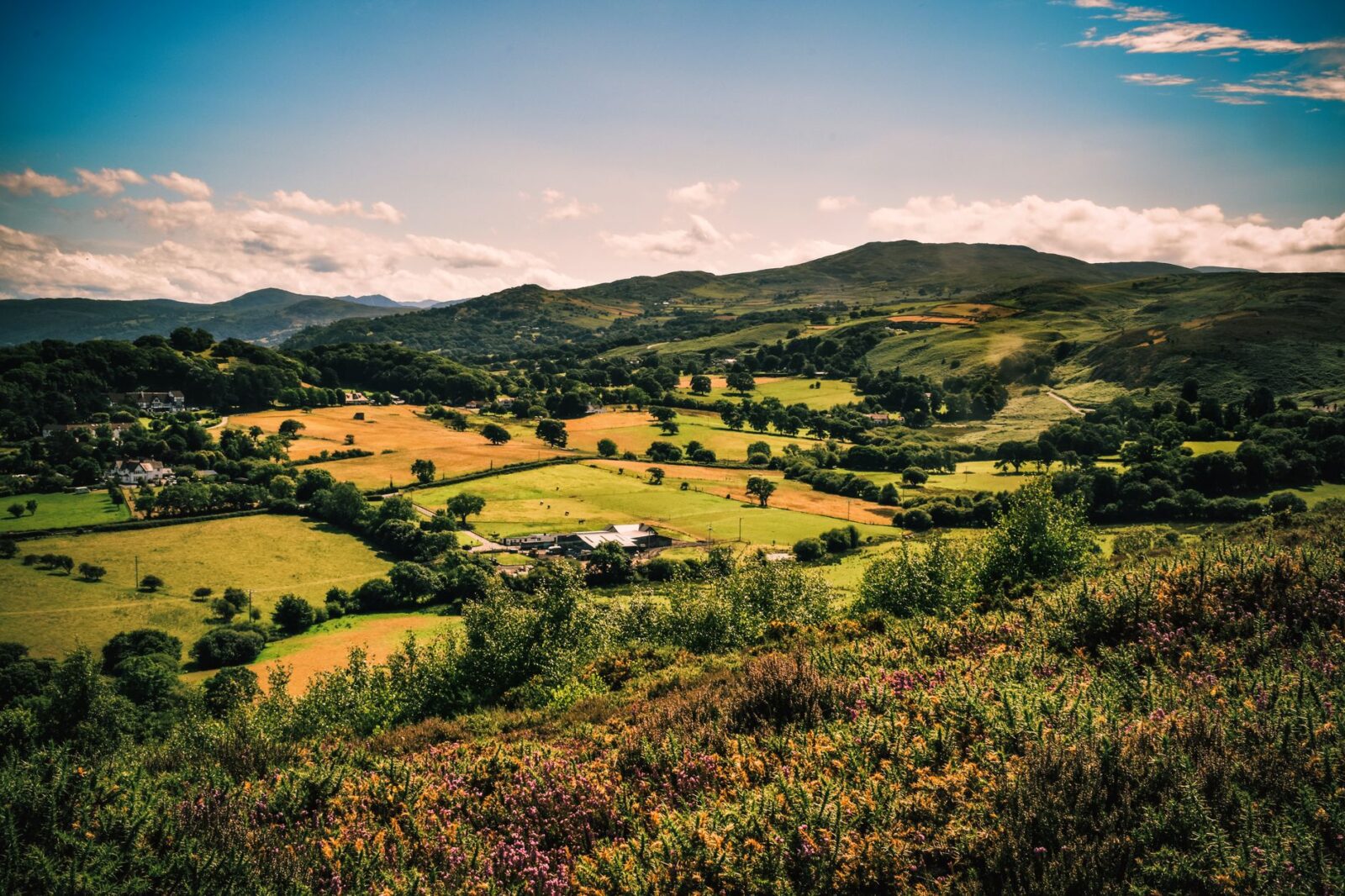 Two members appointed to the S4C Board - Photo by Lisa Fotios on Pexels