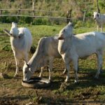 Bluetongue virus: from reporting to results - Photo by Ruth Bolaño on Pexels