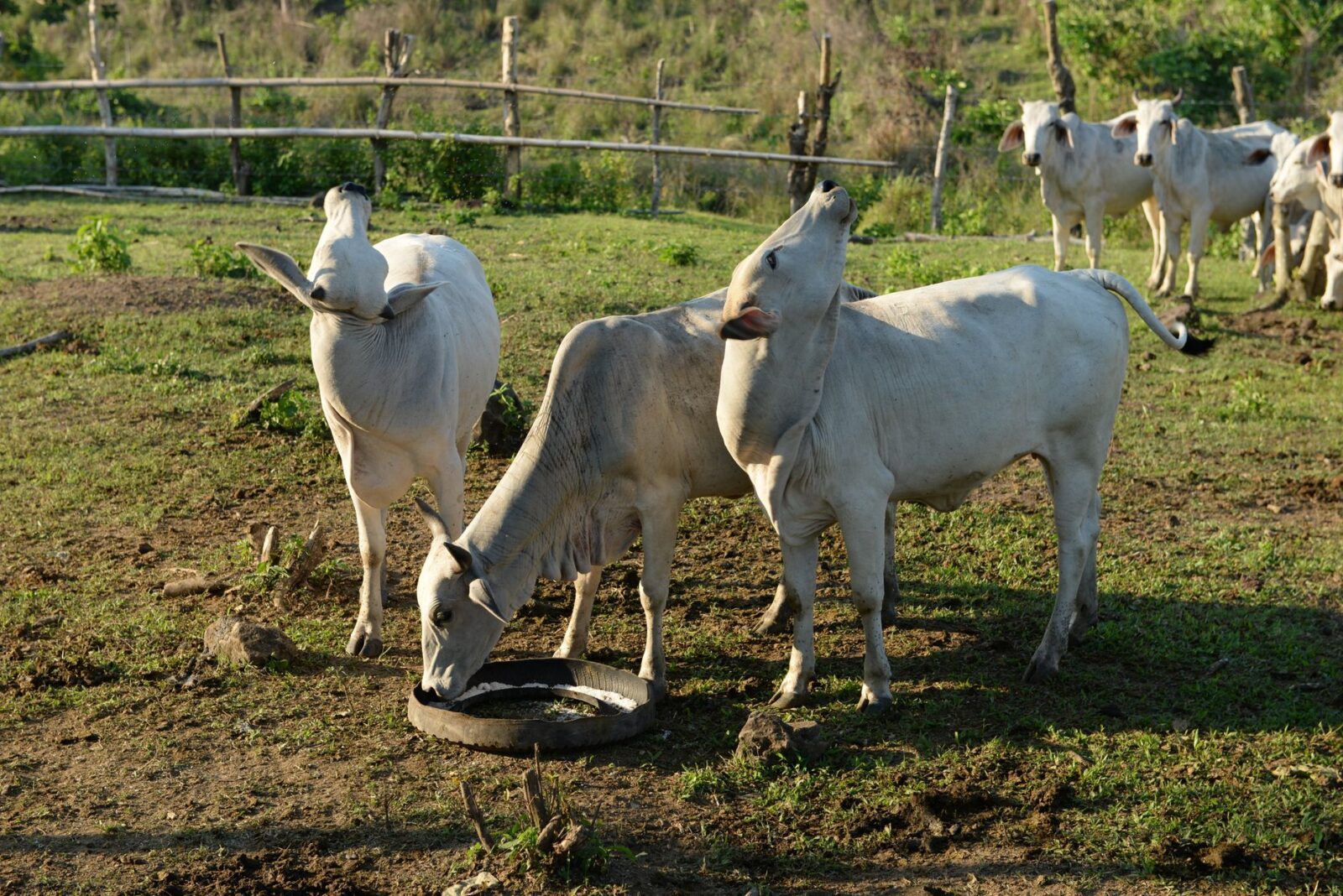 Bluetongue virus: from reporting to results - Photo by Ruth Bolaño on Pexels