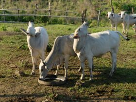 Bluetongue virus: from reporting to results - Photo by Ruth Bolaño on Pexels