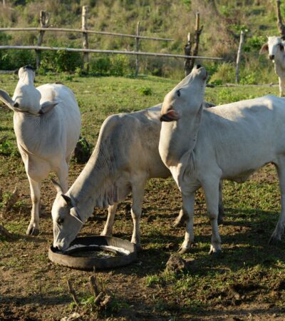 Bluetongue virus: from reporting to results - Photo by Ruth Bolaño on Pexels