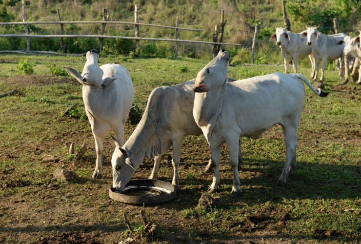 Bluetongue virus: from reporting to results - Photo by Ruth Bolaño on Pexels