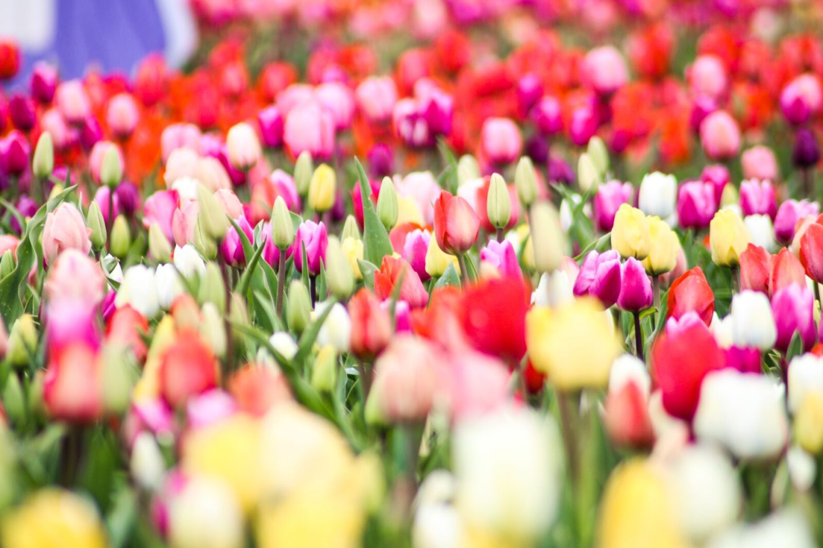 best places to visit in spring - Photo by Devansh Shah on Pexels