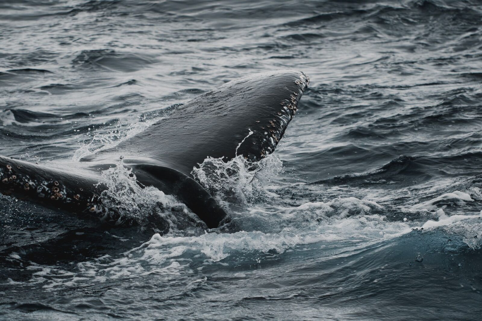 Alaska Cruise vs Caribbean Cruise Which Should You Choose - Photo by James Lee on Pexels