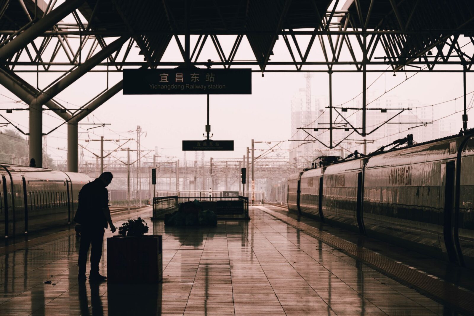 Free rail travel expanded to bereaved veteran families this Remembrance weekend - Photo by tree diagram on Pexels