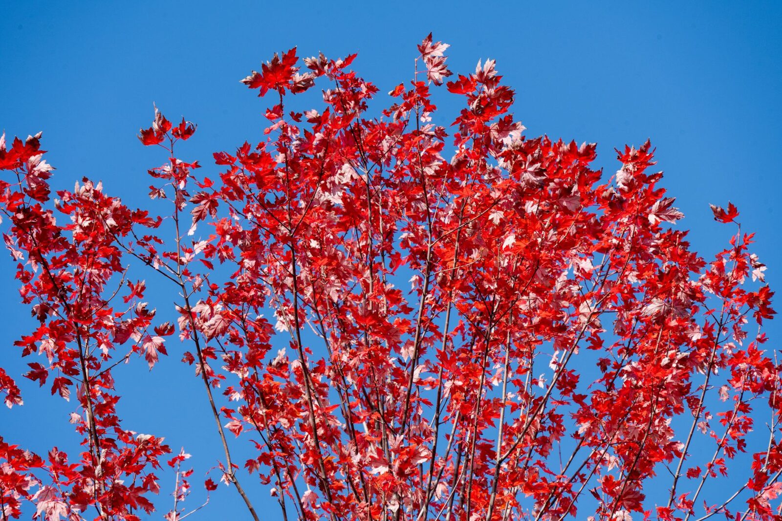 Leaf-peeping season is almost here: Where to see spectacular fall foliage across the US in 2026 - Photo by Beth Fitzpatrick on Pexels