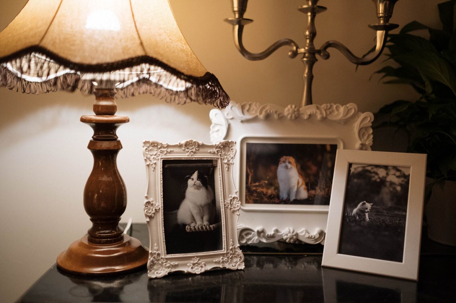 best pet friendly hotels - Photo by cottonbro studio on Pexels