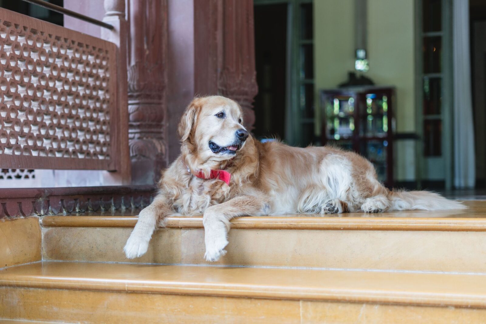 best pet friendly hotels - Photo by Abhishek Navlakha on Pexels