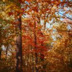 Leaf-peeping season is almost here: Where to see spectacular fall foliage across the US in 2026 - Photo by Y on Pexels