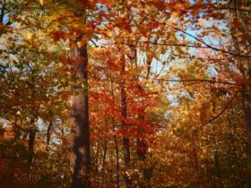 Leaf-peeping season is almost here: Where to see spectacular fall foliage across the US in 2026 - Photo by Y on Pexels