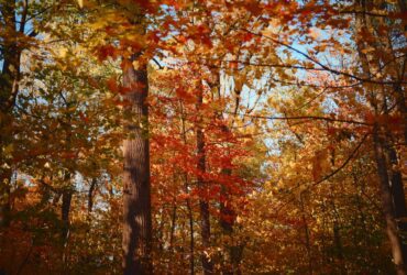 Leaf-peeping season is almost here: Where to see spectacular fall foliage across the US in 2026 - Photo by Y on Pexels