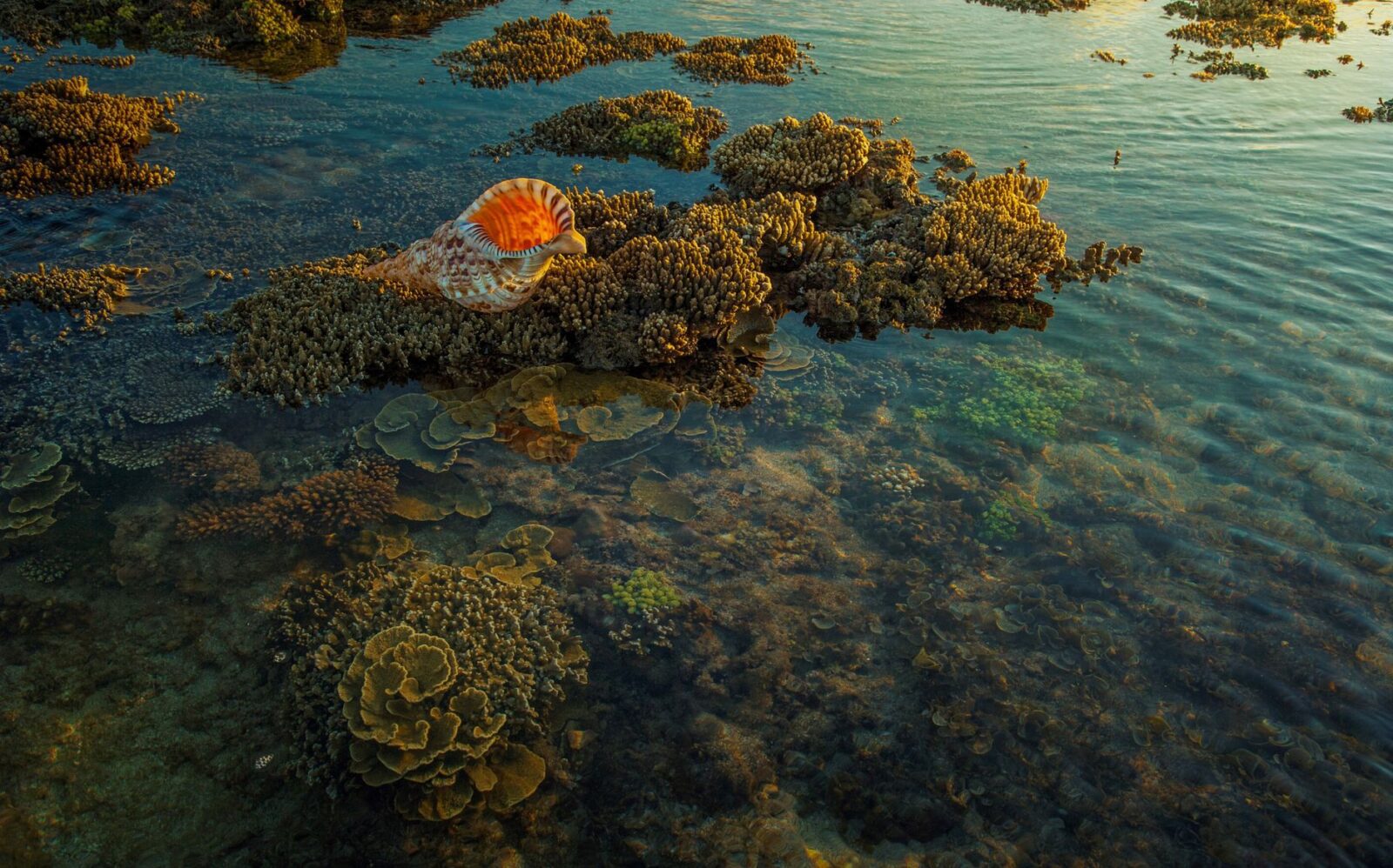 10 Islands That Are Sinking and Might Disappear in Your Lifetime - Photo by Trung Nguyen on Pexels