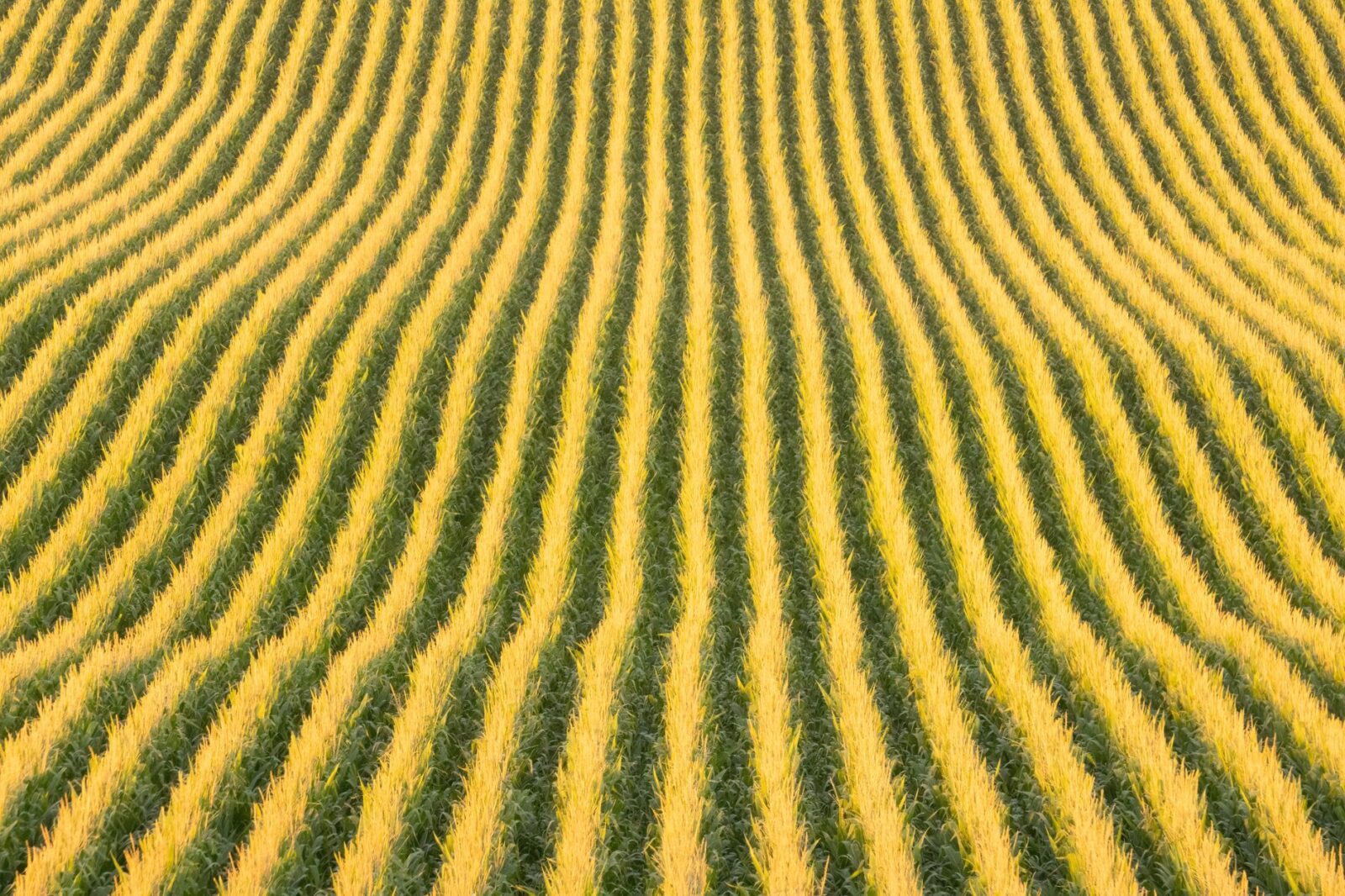 Illinois And Idaho Enter A Tourism Gold Rush As Unexpected Travel Giants Capture Millions In 2025–26 - Photo by Tom Fisk on Pexels